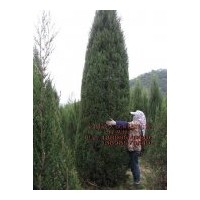 沈陽檜柏繁育基地，各種規(guī)格檜柏?cái)?shù)量如下