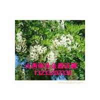 供應 國槐 國槐苗 刺槐 刺槐苗 柳樹 柳樹苗