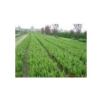 供10-15公分營(yíng)養(yǎng)杯白皮松小苗