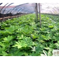 成都八角金盤工程苗木供應(yīng)