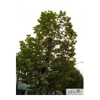 成都法國梧桐苗木供應(yīng) 懸鈴木工程苗木 法桐工程苗木