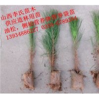 油松供應(yīng)商（營(yíng)養(yǎng)袋，營(yíng)養(yǎng)缽油松苗)