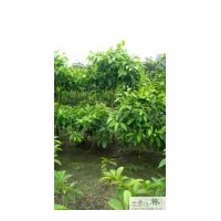 供應(yīng)成都黃角蘭苗木