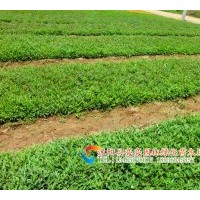 供應金葉女貞苗, 紅葉女貞苗，紅葉小波苗 瓜子黃楊苗，小葉女貞