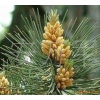 出售優(yōu)質(zhì)白皮松苗木
