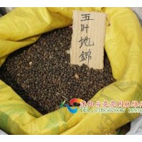 供應草坪：白三葉 馬尼拉 馬蹄金 狗牙根 早熟禾 高羊毛 黑麥草
