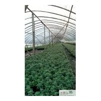 成都西洋鵑苗木批發(fā)