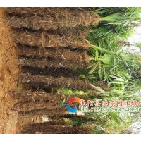 供應(yīng)楓香，棕櫚，水杉，流蘇樹，枇杷，白蠟，黃連木，無患子等綠