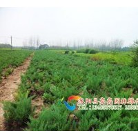出售地柏，爬地柏，沙地柏,鋪地柏,花柏球，千頭柏