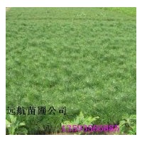 供應(yīng)20-50公分油松，油松價(jià)格，山西油松基地