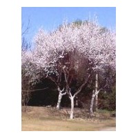 供應(yīng)大量杏樹，4-8公分杏樹