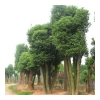 香樟基地專供,骨架香樟,多桿香樟，綠化苗木工程