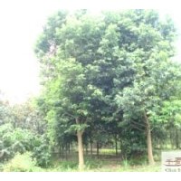 成都天竺桂苗圃批發(fā)