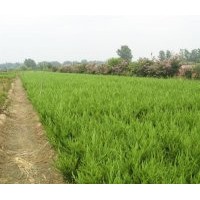 供應(yīng)龍柏、黃楊、金葉女貞、紅葉小壁、紫薇