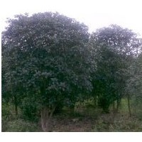 基地桂花樹 桂花樹圖片