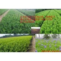 大葉黃楊基地大葉黃楊銷(xiāo)售大葉黃楊特性大葉黃楊