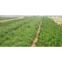 長(zhǎng)期出售 樟子松