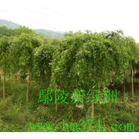 供應(yīng)國槐、欒樹、合歡、青桐、白臘、大葉女貞、垂柳、垂榆