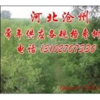 滄州棗樹基地
