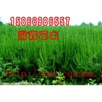 出售30公分-100公分黑松苗