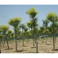 供應(yīng)國(guó)槐、國(guó)槐價(jià)格、國(guó)槐信息