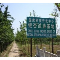 供應(yīng)各種規(guī)格的銀杏樹