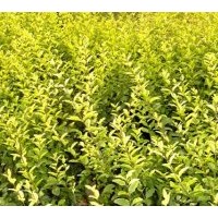 供大量工程用苖;金葉女貞,細(xì)葉女貞,杜鵑,紅繼木
