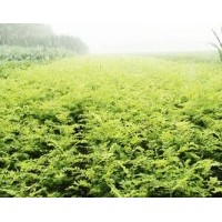 供應大量 各種規(guī)格的紫穗槐