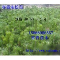 批發(fā)年度最佳油松樹苗子 山東油松苗