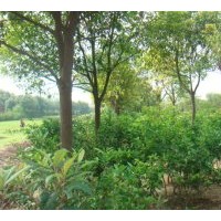 供應(yīng)綠花苗木桂花,香樟，紫薇，銀杏，海桐等【江蘇】