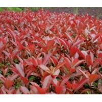 長期大量供應(yīng)大小紅葉石楠、大小紅花繼木、大小金森女貞