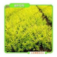 供應(yīng)金葉女貞（球）