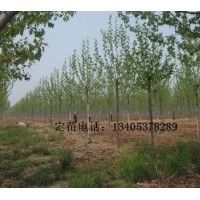 出售法桐，速生法桐，速生法桐小苗，造型法桐（實(shí)生定桿1-2年茂