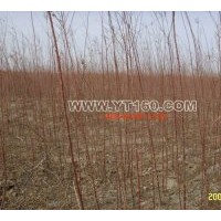 出售檉柳以及白蠟 柳樹 香花槐 國槐 合歡等 落葉喬木