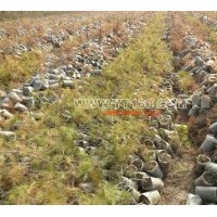 主營：營養(yǎng)袋樟子松，五角楓，蒙古櫟，紅皮云杉，定植水曲柳