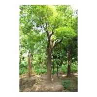 大量供應(yīng)：50-150cm的側(cè)柏、蜀檜、紫薇、木槿、金銀木