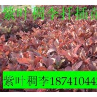 出售小苗：紫葉稠李 多季梅 五角楓 紅花王子 榆葉梅 風箱果 忍冬
