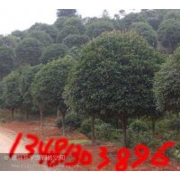 供應(yīng)桂花樹
