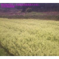 金葉女貞大量甩賣(mài)；還供紅葉石楠 紅花繼木 春鵑