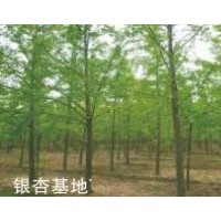 供應(yīng)銀杏樹(shù)