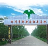 專供2--80公分的銀杏實(shí)生苗，嫁接苗