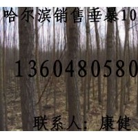 供銀中楊，垂暴109柳，雄性全垂柳，中黑防(圖)
