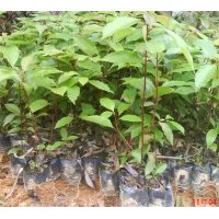 品種如下：香樟、羅漢松、紅花銀樺、四季桂、藍花楹