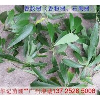 出售香膠樹苗，香粉樹種苗，香粉苗，刨花楠木樹苗 木棉苗