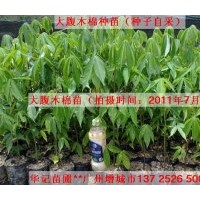 供大腹木棉苗，花旗木苗，桂木苗，海南葡桃苗，美麗異木棉苗