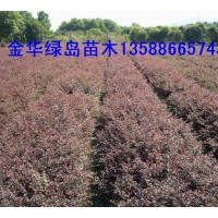 供應(yīng)紅花繼木