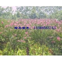 出售紫薇