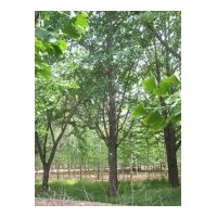 常年供應(yīng)1-80公分銀杏實(shí)生樹、嫁接樹