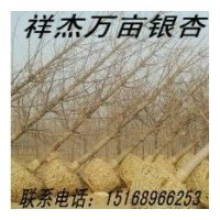 本公司常年供應(yīng)2-80公分銀杏實(shí)生樹，嫁接樹等