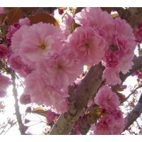 供應(yīng)日本櫻花 規(guī)格在 6-8-10-12-15cm的